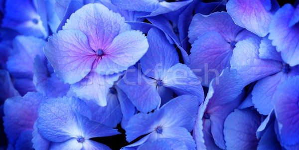 hydrangea Stock photo © hlehnerer