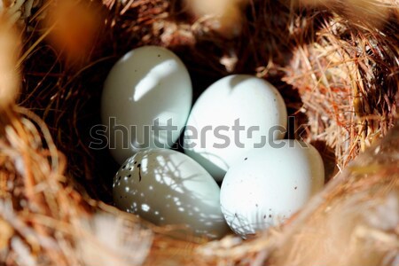 Foto stock: Aves · huevos · nido · tiro · cuatro
