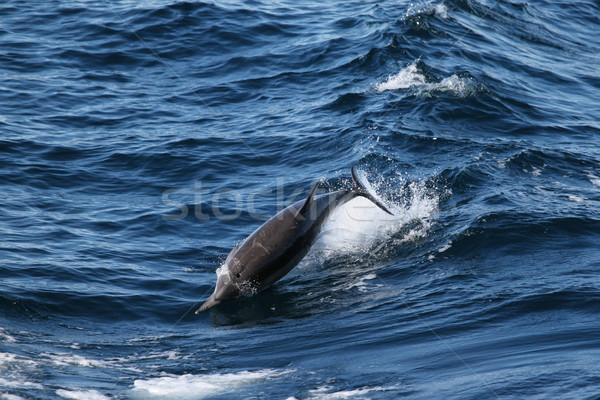 Delfin ugrik víz természet ugrás szörf Stock fotó © hlehnerer
