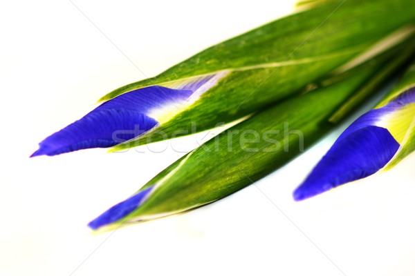 Foto stock: Íris · azul · verde · isolado · branco · natureza