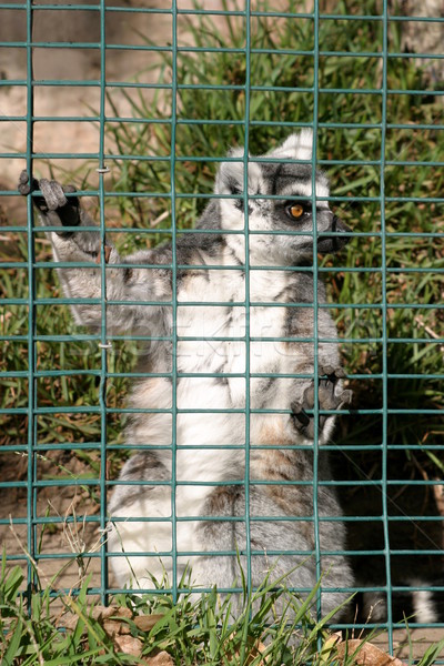 Ring Tailed Lemur Stock photo © hlehnerer