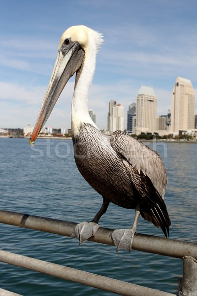San Diego grijs blauwe hemel skyline water Blauw Stockfoto © hlehnerer