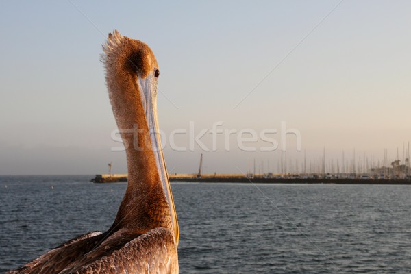 California Pelican Stock photo © hlehnerer