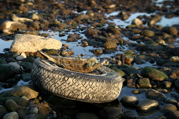 Besoin pneu vieux exposé faible marée Photo stock © hlehnerer