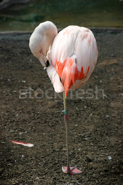 Chilean Flamingo Stock photo © hlehnerer