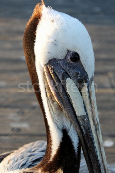 pelican Stock photo © hlehnerer