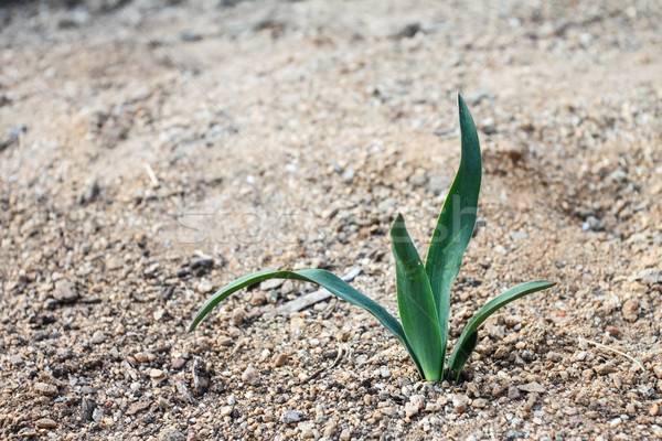 Küçük bitki yeşil bebek dışarı zemin Stok fotoğraf © hlehnerer