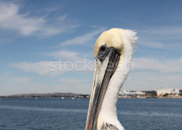 San Diego grijs blauwe hemel skyline water Blauw Stockfoto © hlehnerer