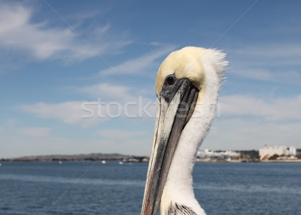 San Diego gri Blue Sky orizont apă albastru Imagine de stoc © hlehnerer