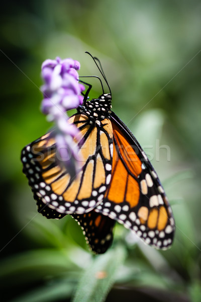 Monarch Danaus Plexippus Stock photo © hlehnerer