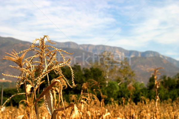 Stock photo: Harvest Time