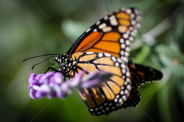 Monarch Danaus Plexippus Stock photo © hlehnerer