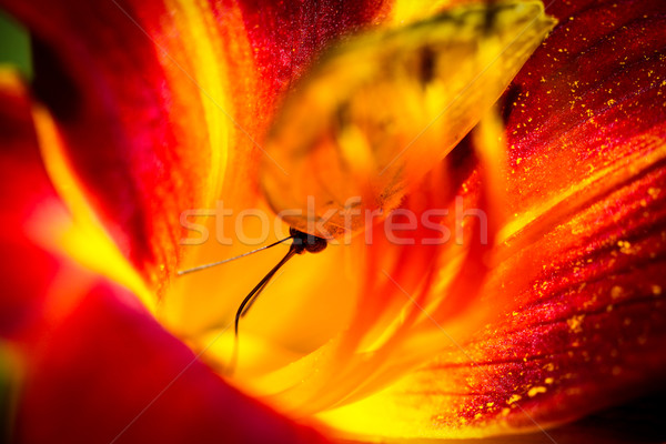 безоблачный красочный бабочка сидят красный Лилия Сток-фото © hlehnerer