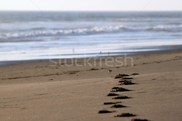 Pôr do sol passos areia praia água Foto stock © hlehnerer