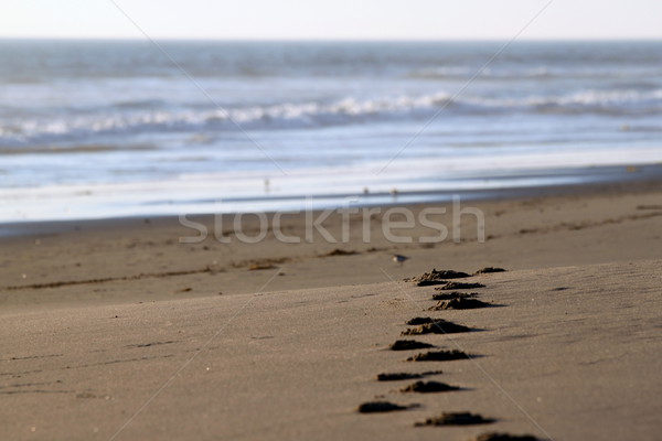 Sunset Steps Stock photo © hlehnerer