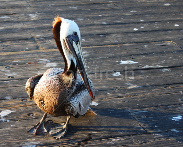 Pelican Stock photo © hlehnerer