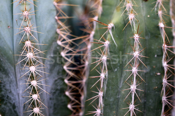 cactus Stock photo © hlehnerer