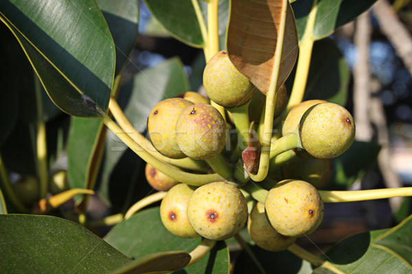 Fig Tree Stock photo © hlehnerer