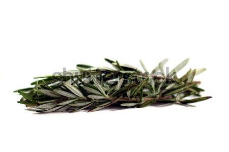 Rosemary Stock photo © hlehnerer