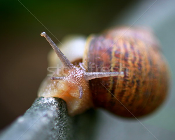 Snail Stock photo © hlehnerer