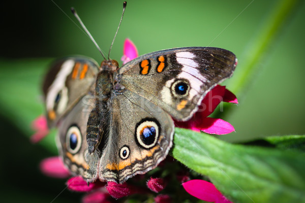 Common Buckeye Junonia Coenia Stock photo © hlehnerer