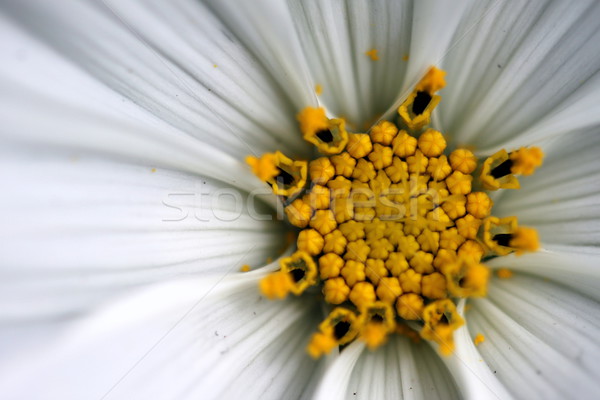Sonat beyaz makro çiçek çiçekler Stok fotoğraf © hlehnerer