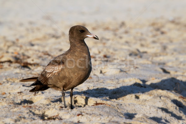 Brown Seagull Stock photo © hlehnerer