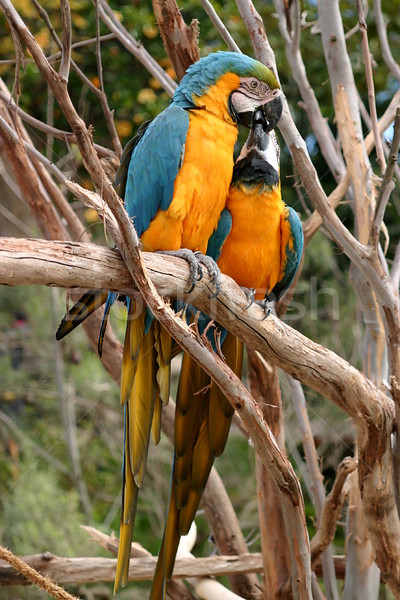 Blue And Gold Macaw Stock photo © hlehnerer