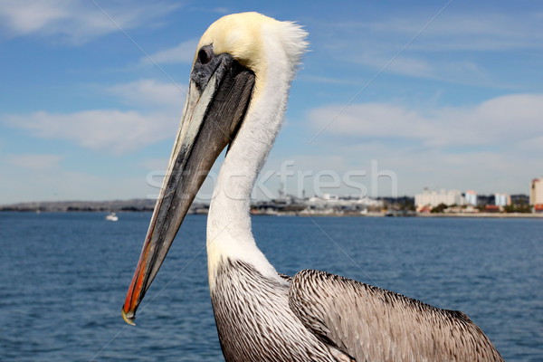 San Diego Pelican Stock photo © hlehnerer