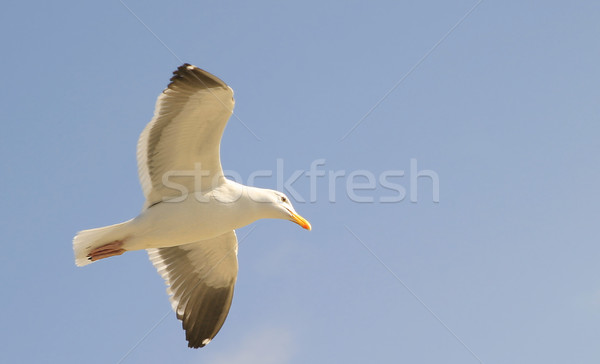 Seagull Stock photo © hlehnerer