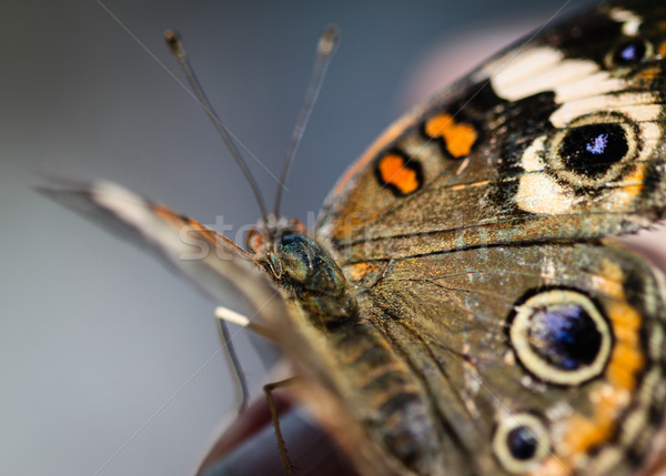 красочный бабочка природы лет синий черный Сток-фото © hlehnerer