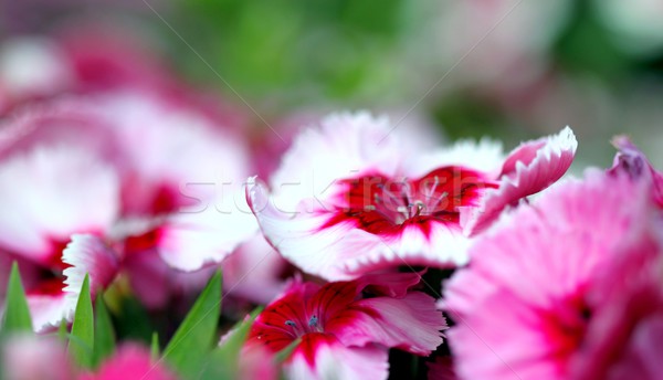 dianthus corona cherry magic Stock photo © hlehnerer