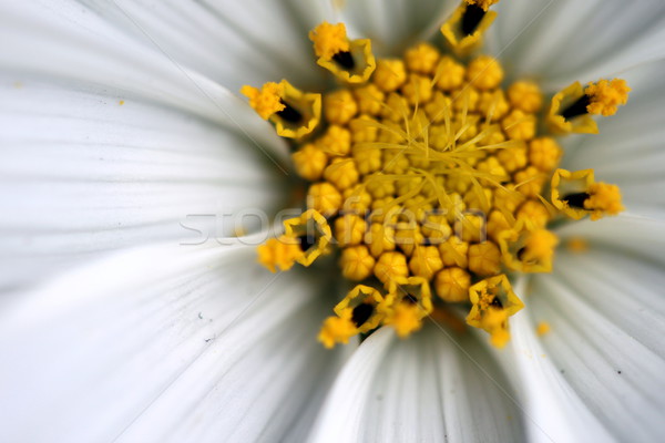 Sonat beyaz makro çiçek çiçekler Stok fotoğraf © hlehnerer
