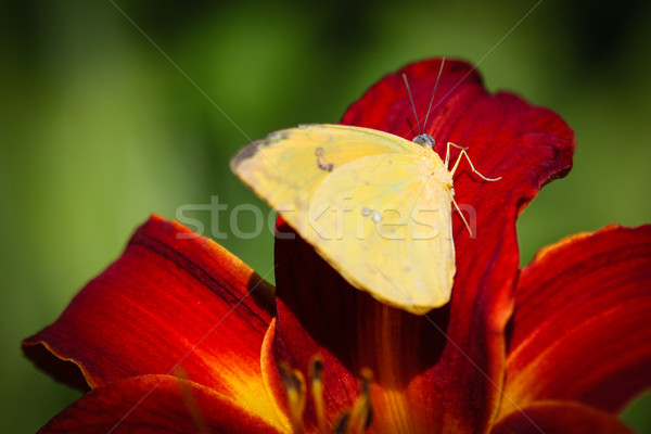 Cloudless Sulphur Phoebis Sennae Stock photo © hlehnerer