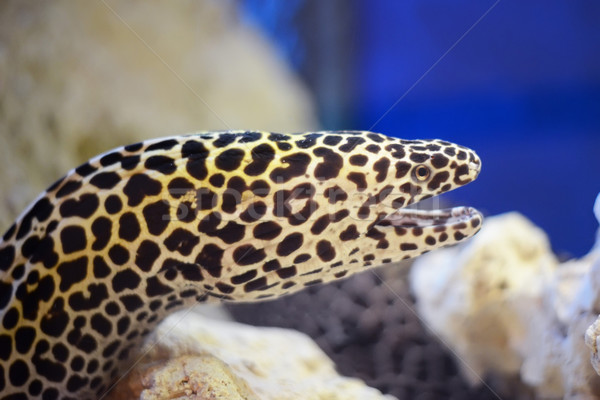 Gymnothorax javanicus, moray fish Stock photo © Hochwander
