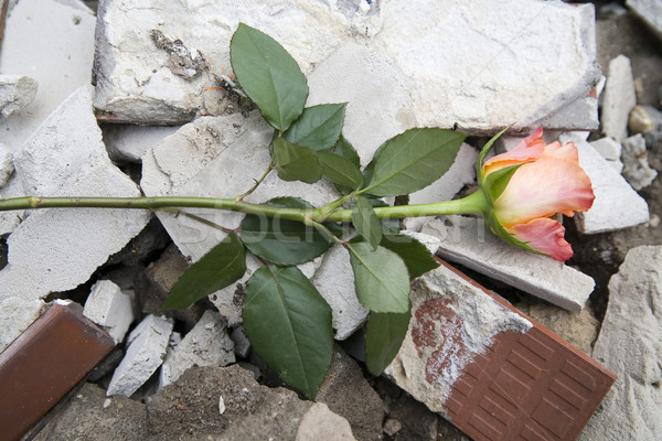 Belle rose caoutchouc écologie symbole Photo stock © Hochwander