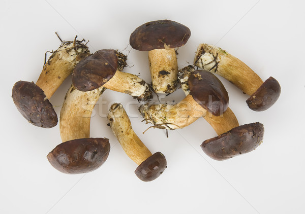 few edible mushrooms on white background Stock photo © Hochwander