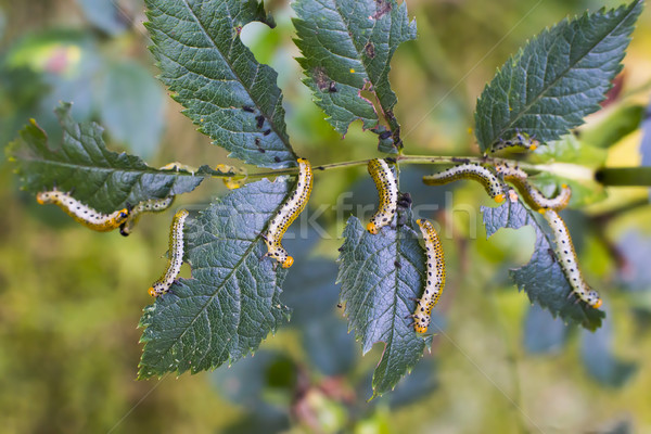 Symphyta caterpillar eating a rose leaf Stock photo © Hochwander