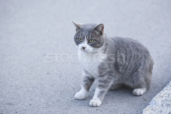 Kat vergadering weg oog dier asfalt Stockfoto © Hochwander