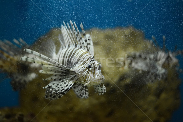 lionfish pterois volitans Stock photo © Hochwander