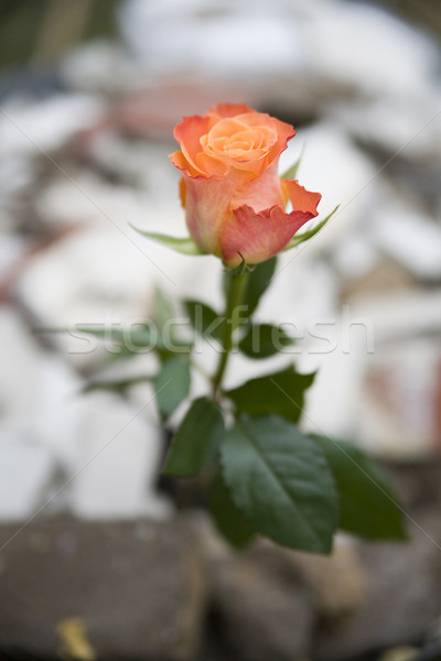 Belle rose caoutchouc écologie symbole Photo stock © Hochwander