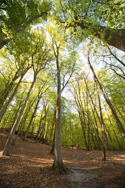 Foto stock: Floresta · caminho · foto · árvore · primavera