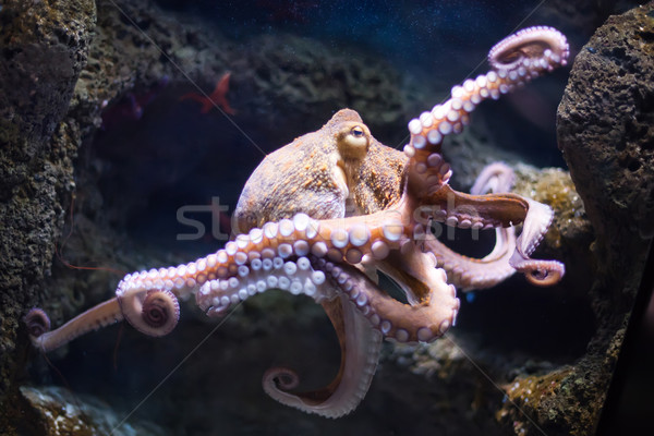 Eteric caracatiţă apă mare ocean tropical Imagine de stoc © Hochwander