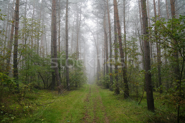 foggy forest in Poland Stock photo © Hochwander