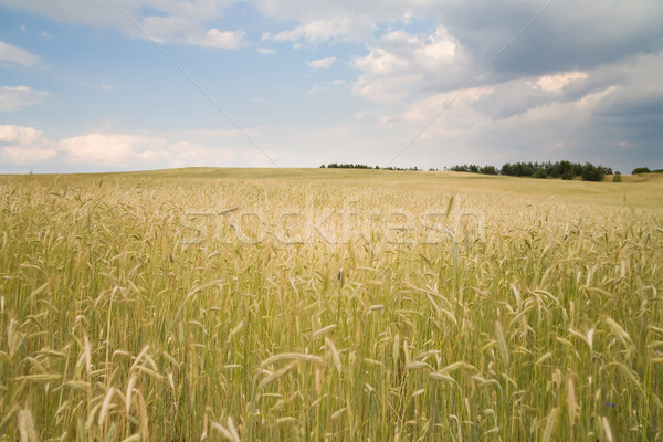 Gouden opleveren foto hemel voedsel wolk Stockfoto © Hochwander