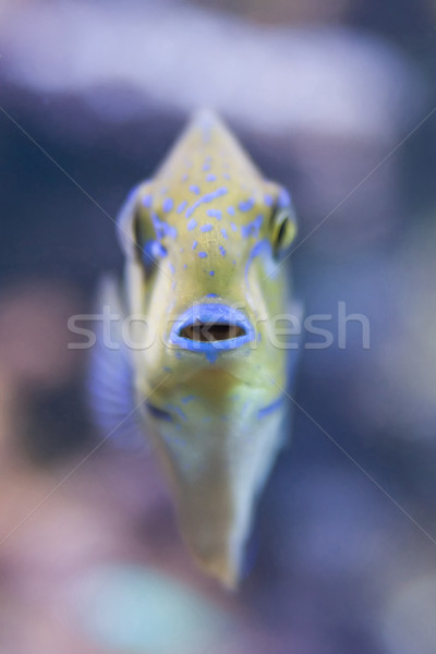 tropical world - Naso vlamingi, Bignose Unicronfish Stock photo © Hochwander