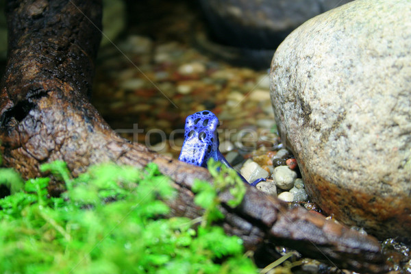 Niebieski żaba trawy powrót dżungli roślin Zdjęcia stock © Hochwander