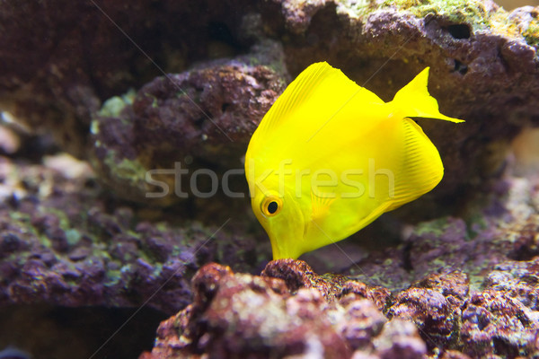 Tropische wereld Geel tropische vissen schoonheid oceaan Stockfoto © Hochwander