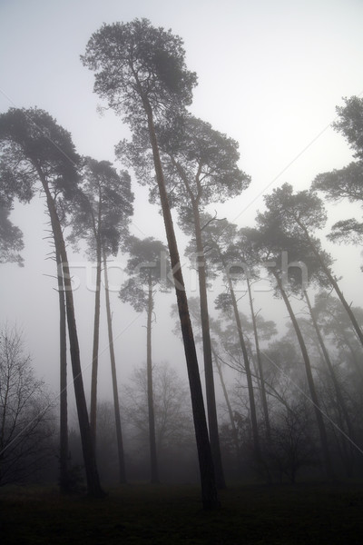Nebuloso floresta deprimente natureza folha triste Foto stock © Hochwander