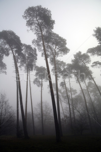 Brumoso forestales deprimente naturaleza hoja triste Foto stock © Hochwander